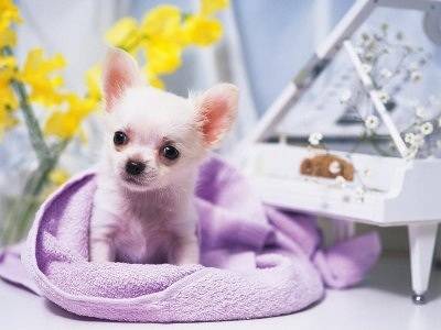 Kobi - Chihuahua Mâle (10 mois)