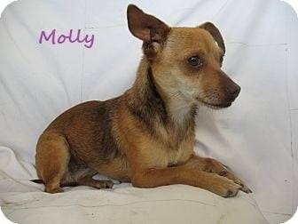 Molly the chihuahua - Chihuahua (2 ans)