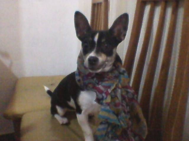 Lola - Chihuahua (7 mois)