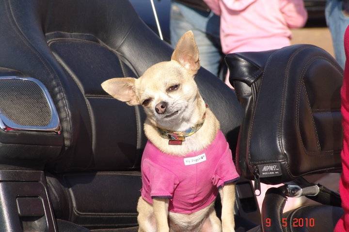 elizabeth - Chihuahua (5 ans)