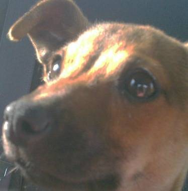 Shadow - Chihuahua Mâle (1 an)