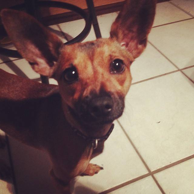 Shadow - Chihuahua Mâle (1 an)