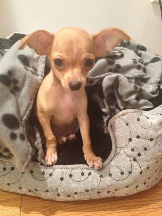Toby - Chihuahua Mâle (2 mois)