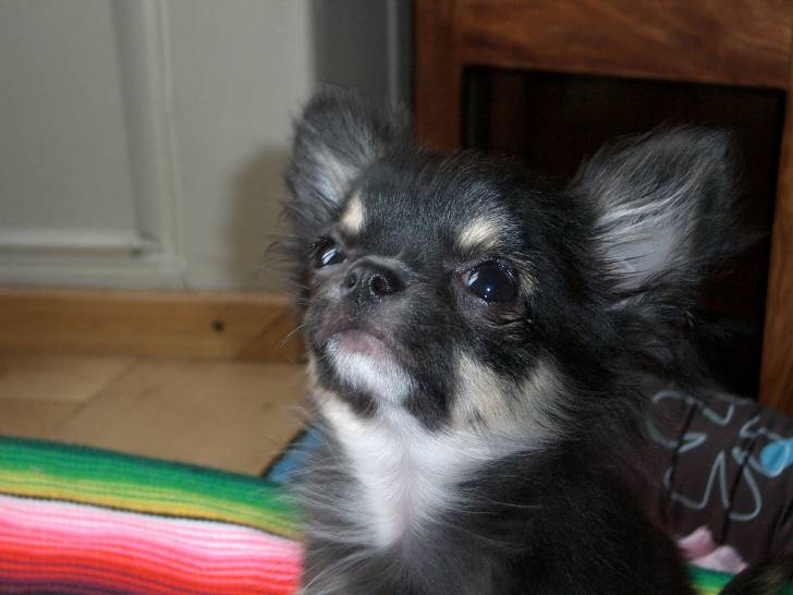 eden - Chihuahua (7 mois)
