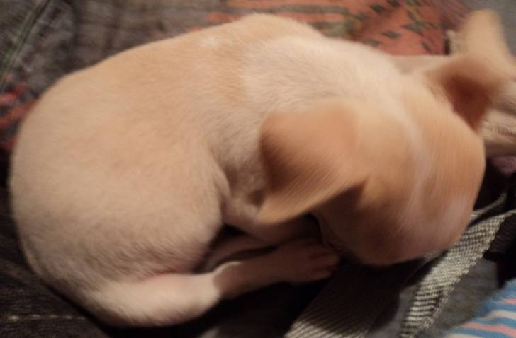 Princess - Chihuahua (1 an)
