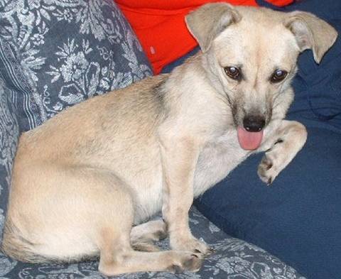 Luke - Chihuahua Mâle (6 mois)