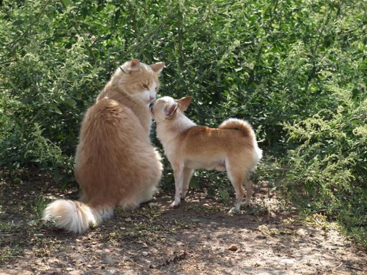 Cacahuete et Chippendale - Chihuahua Mâle (3 ans)