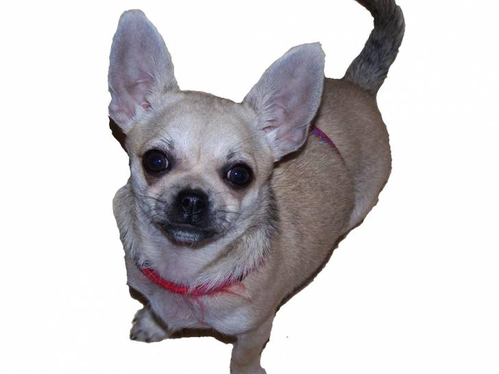 Epona - Chihuahua (1 an)