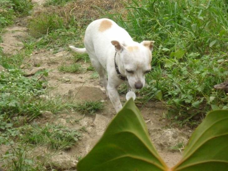 Milo - Chihuahua Mâle (6 ans)