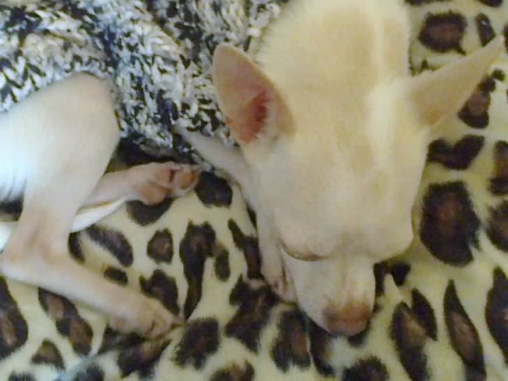 lola la chouchoute - Chihuahua (1 an)