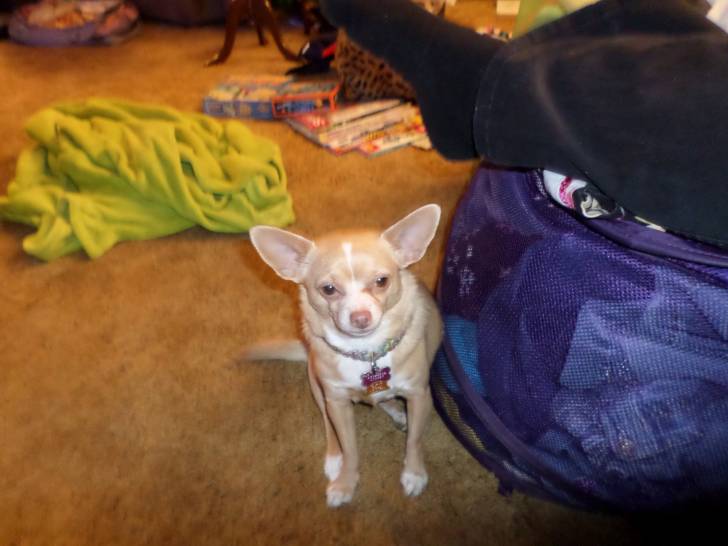Gidget - Chihuahua (4 ans)