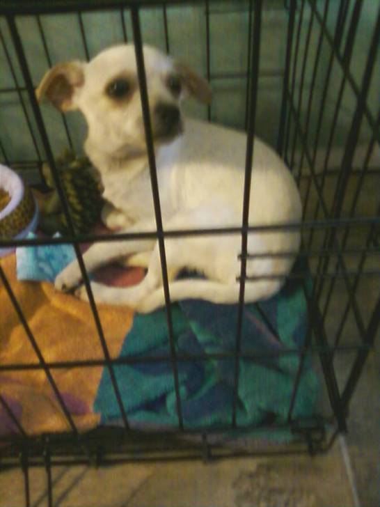 Javier (Javi) - Chihuahua Mâle (4 mois)