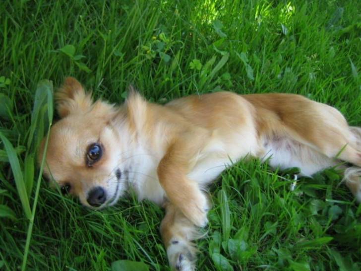 Vick - Chihuahua Mâle (5 ans)