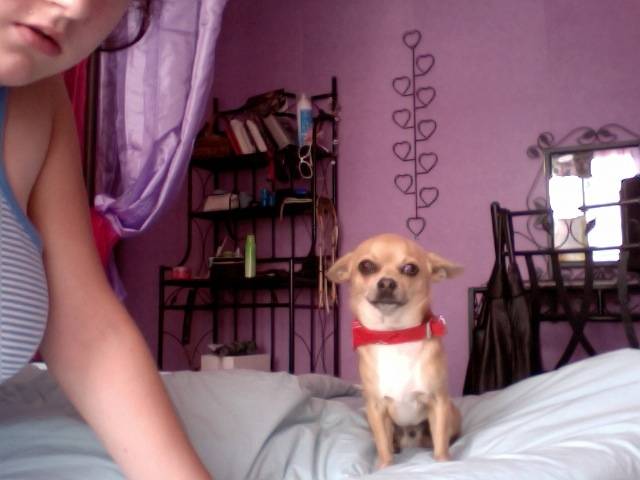 Spéro - Chihuahua Mâle (2 ans)