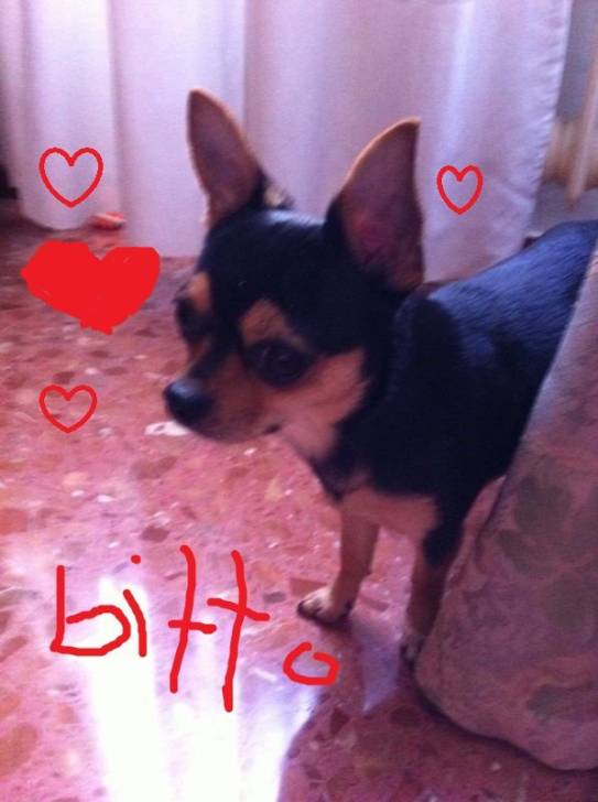 Bitto - Chihuahua Mâle (1 an)
