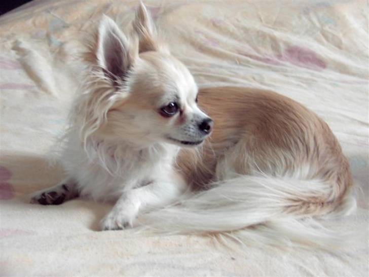 Joker - Chihuahua Mâle (1 an)