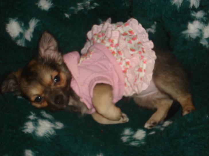 paiette - Chihuahua (2 ans)