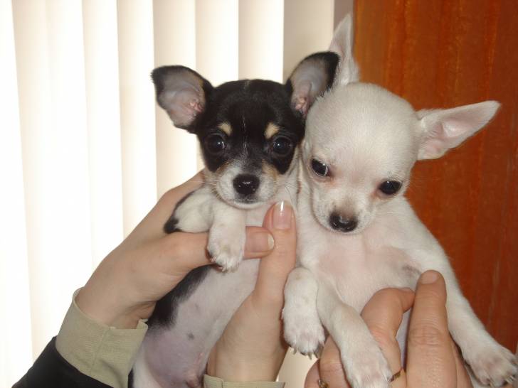billy et rosette - Chihuahua (4 ans)