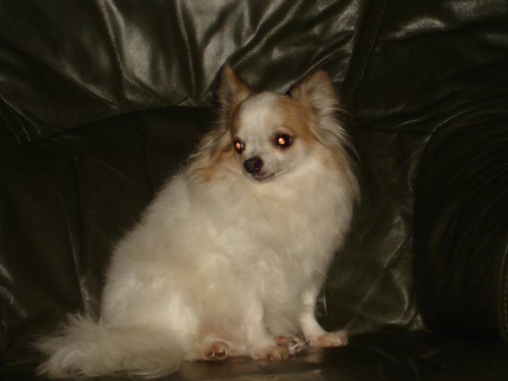 ciboulette - Chihuahua Mâle (12 ans)