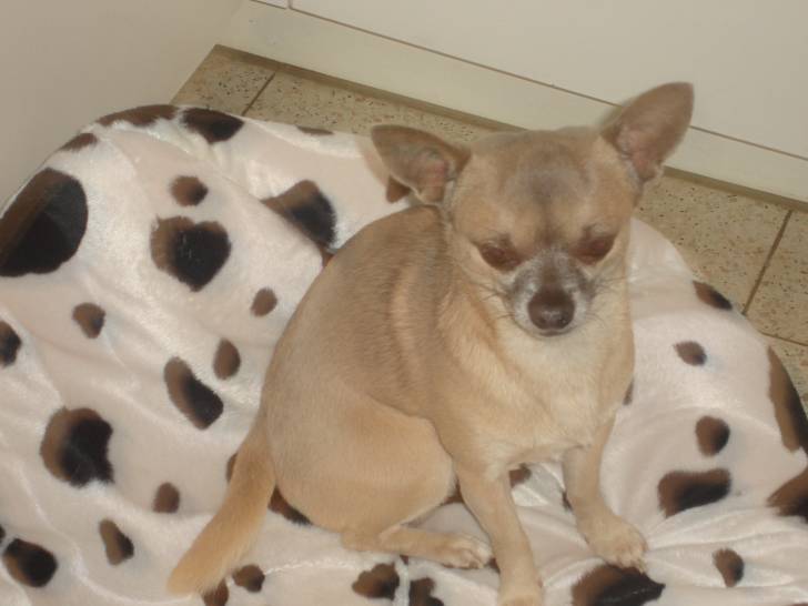 caricol - Chihuahua Mâle (8 ans)