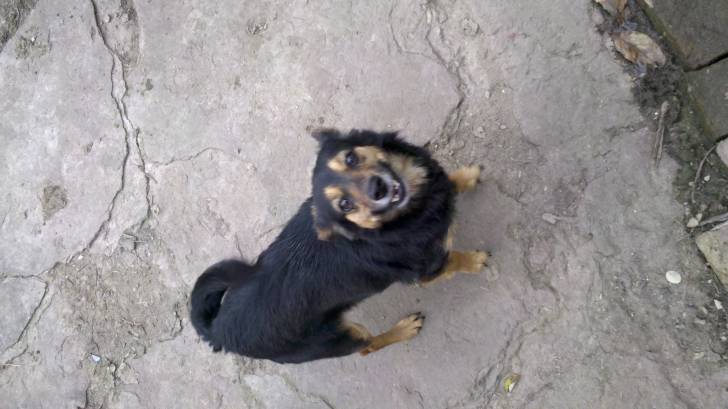 Quesito - Chihuahua (6 ans)
