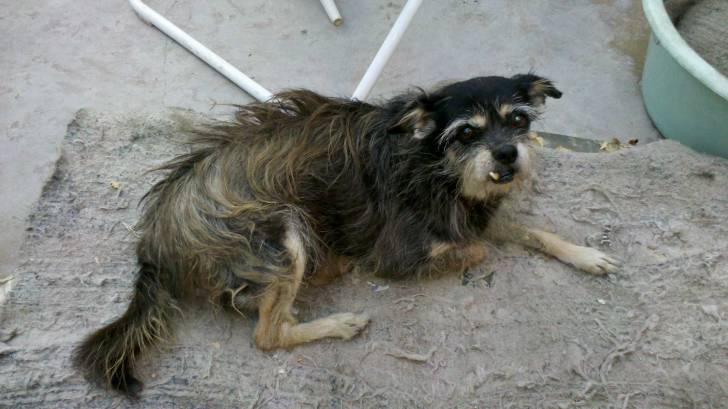 Iara - Chihuahua (9 ans)