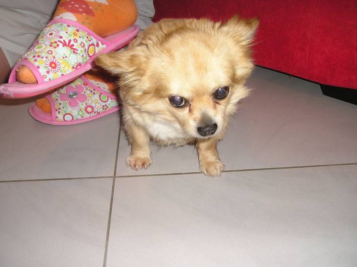 Pongo - Chihuahua Mâle (8 ans)