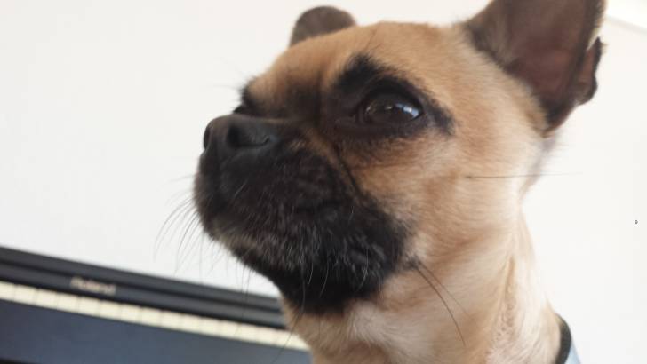 Oscar - Chihuahua Mâle (2 ans)
