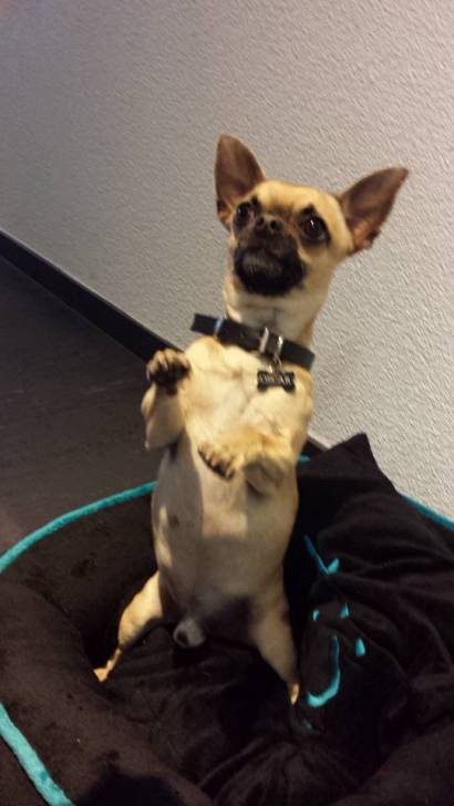 Oscar - Chihuahua (2 ans)