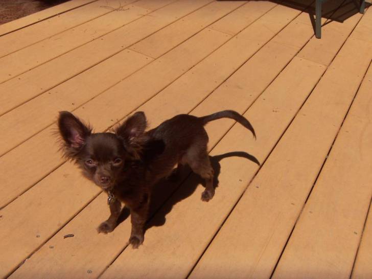 Peanut - Chihuahua Mâle (2 ans)