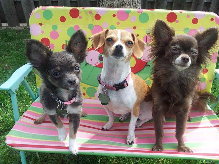 Peanut, Fiona and Ellie Mae - Chihuahua (Autre)
