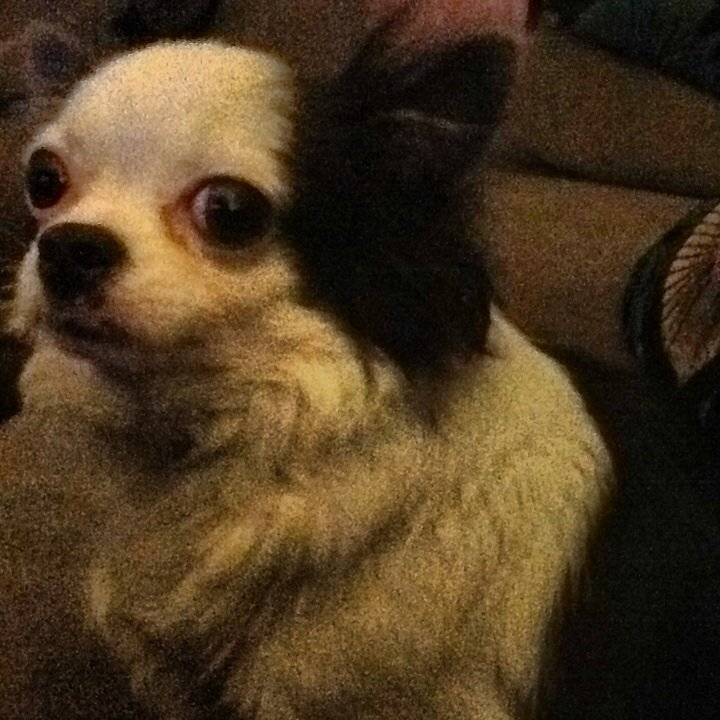 bleu - Chihuahua (2 ans)