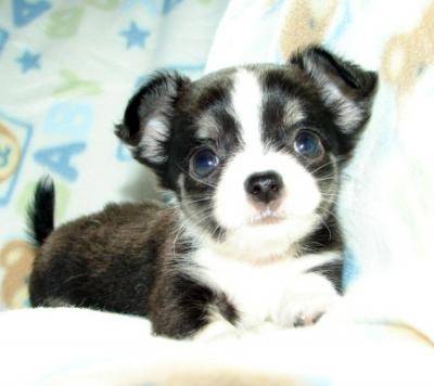 Titoune - Chihuahua (8 mois)