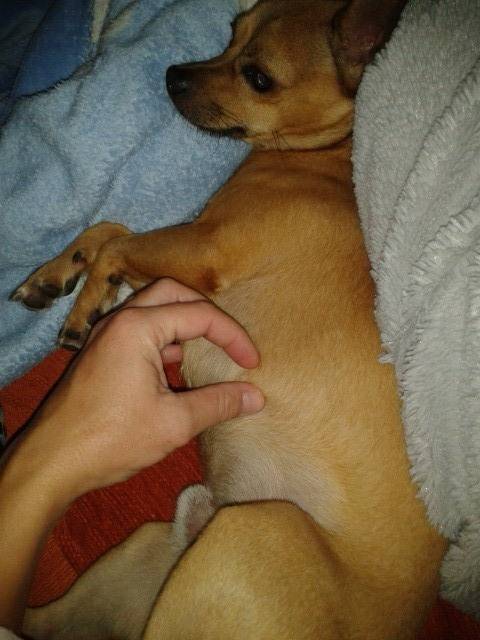 Pastran - Chihuahua Mâle (5 ans)