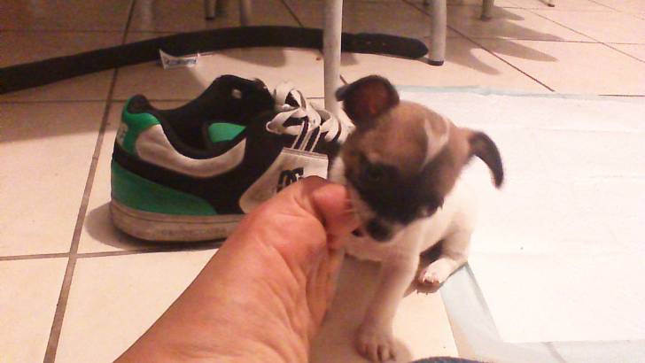 dolly - Chihuahua (7 mois)