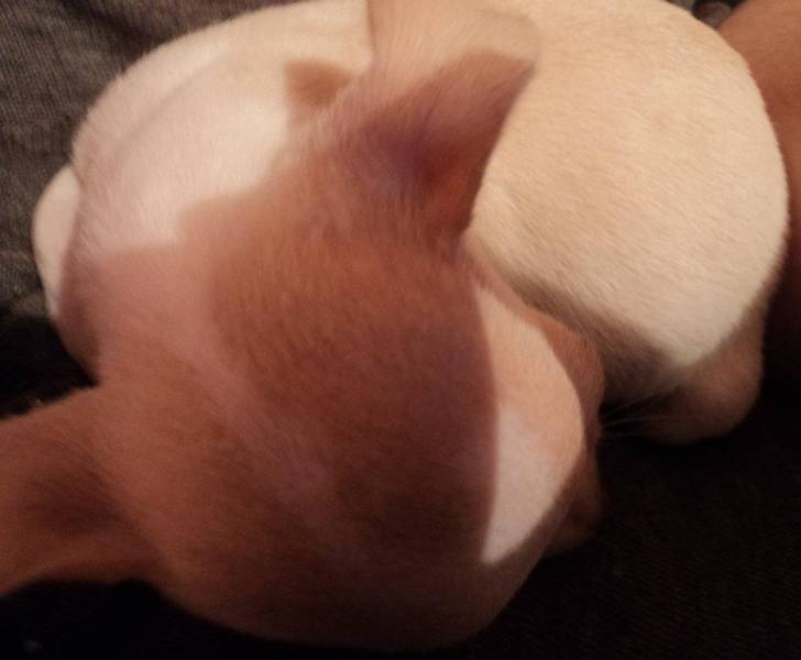 Princess - Chihuahua (2 ans)