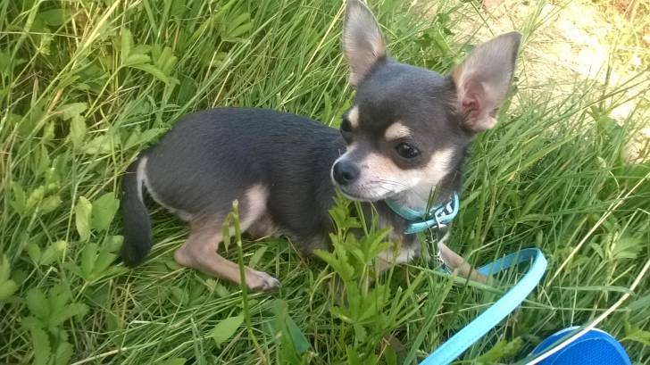 inao - Chihuahua Mâle (1 mois)
