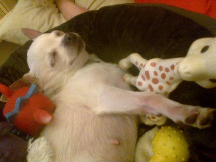 princesse - Chihuahua (6 ans)
