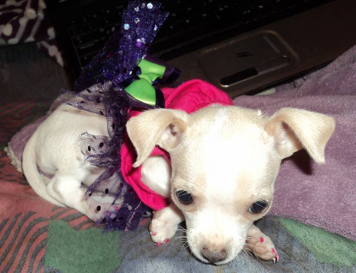 Princess - Chihuahua (2 ans)