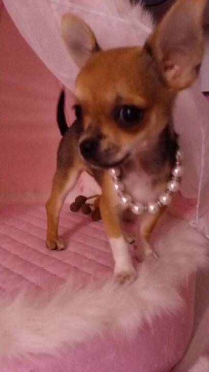 Kaya - Chihuahua (4 mois)