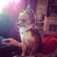 Vick - Chihuahua Mâle (1 an)