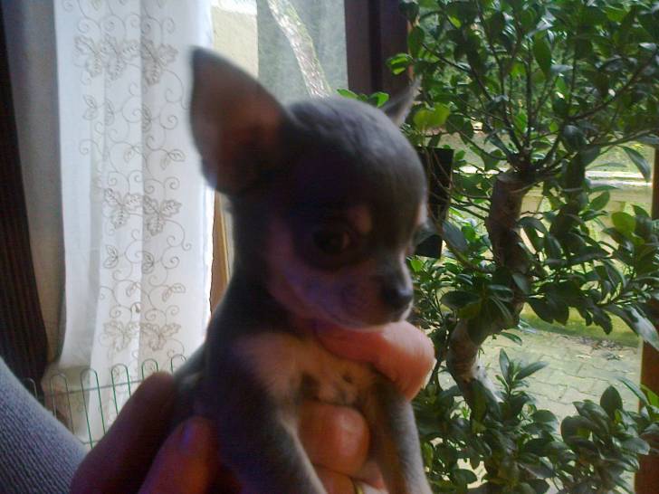 INAO bébé - Chihuahua Mâle (3 mois)