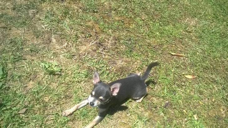 inao le cherif - Chihuahua Mâle (3 mois)