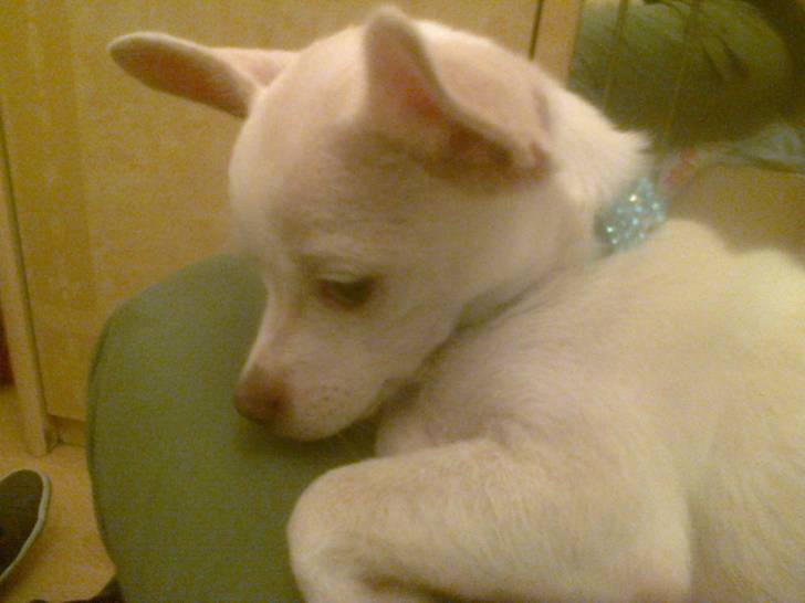 Lola jeune - Chihuahua (2 ans)