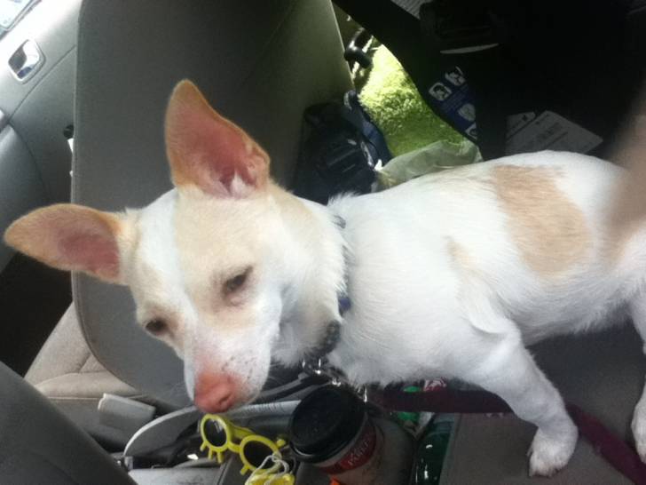 buddy - Chihuahua Mâle (3 ans)
