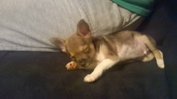 Pogo - Chihuahua Mâle (1 mois)