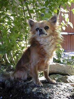 Perle - Chihuahua (4 ans)