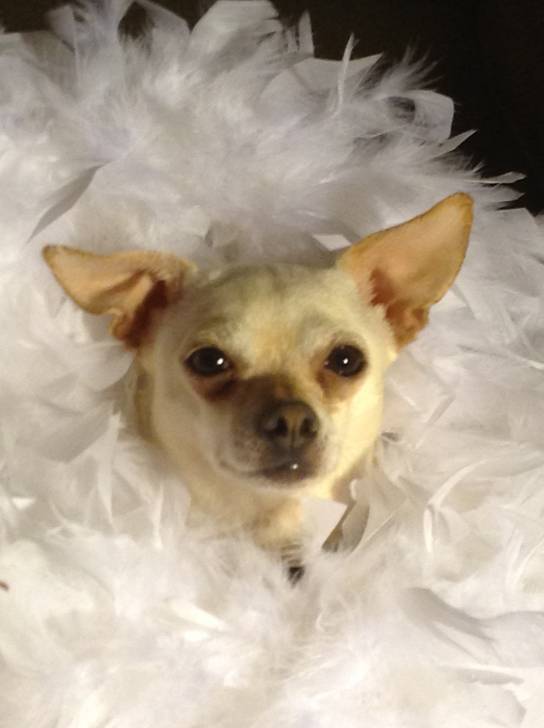 Oly - Chihuahua (5 ans)