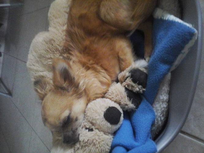 Nanka et sa peluche - Chihuahua (6 mois)