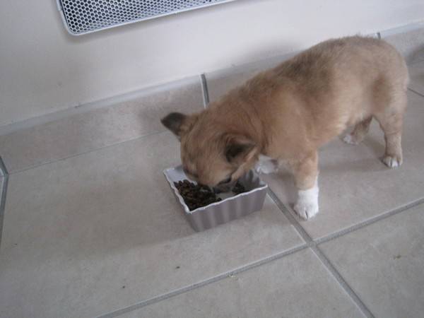 Nanka mange - Chihuahua (6 mois)